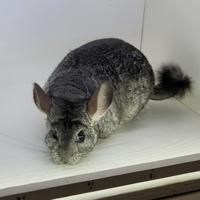 Rufus