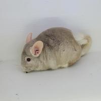 Draco